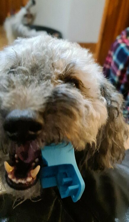 helpful-dog.thumb.jpeg.5de810ef261fc32b9de74d55b3611dbc.jpeg