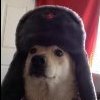 niko666